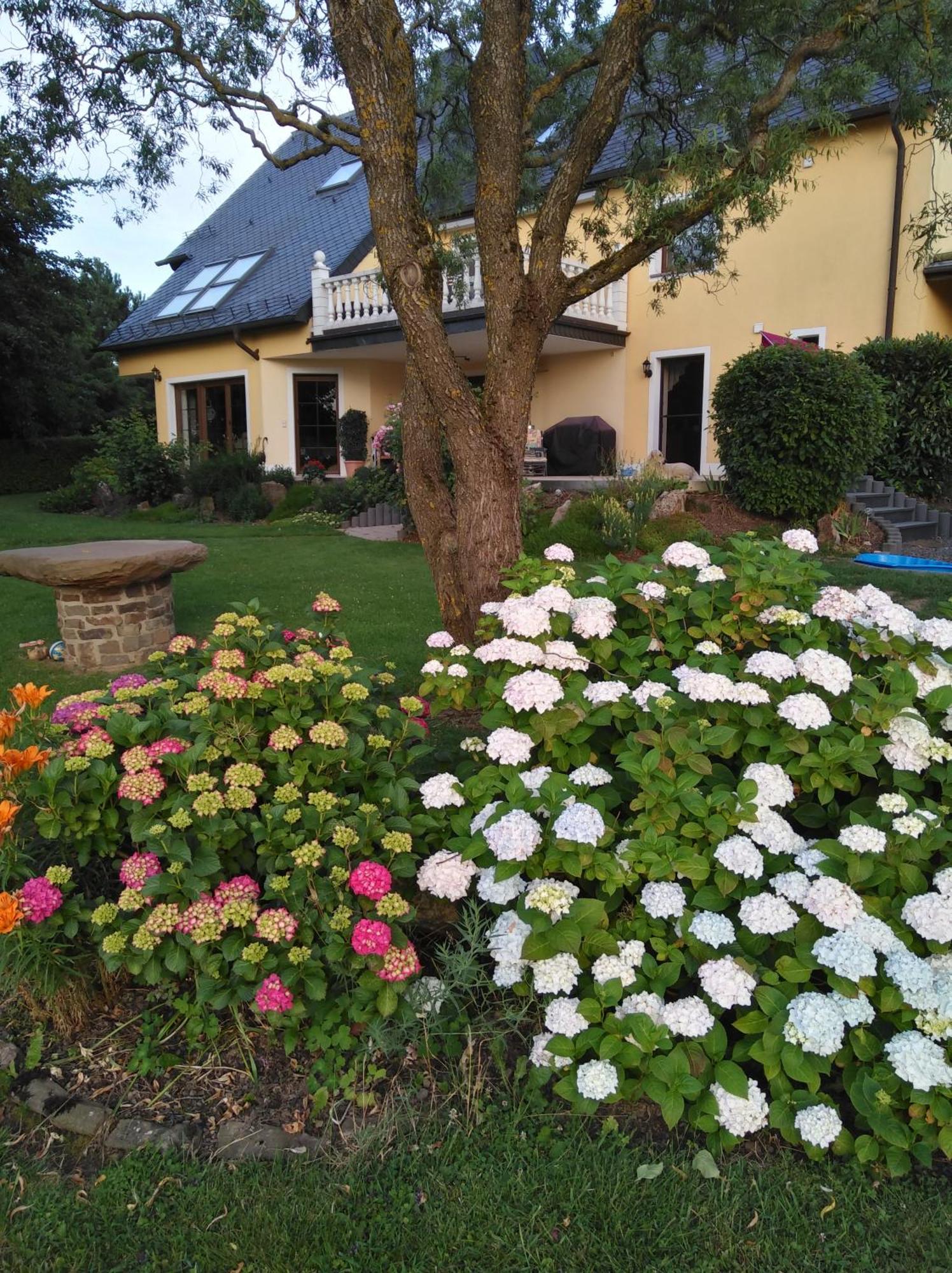 Haus Maria Daire Olmscheid Dış mekan fotoğraf